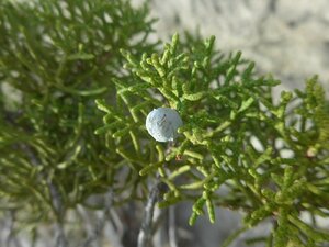 Juniperus californica Fruit